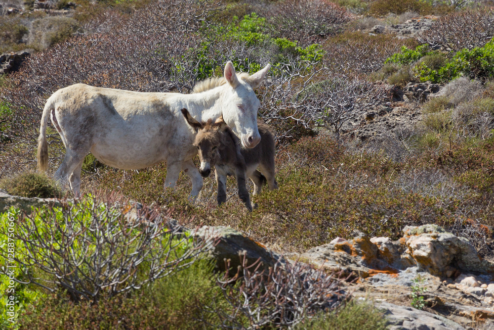 Albino donkey with baby on Asinara island of Sardinia, Italy Albino donkey with baby on Asinara island of Sardinia, Italy