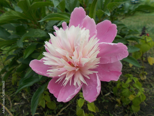  Peonies in a city park