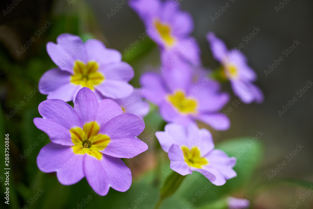 Spring pink flowers (Primula vulgaris) in forest Spring pink flowers (Primula vulgaris) in forest