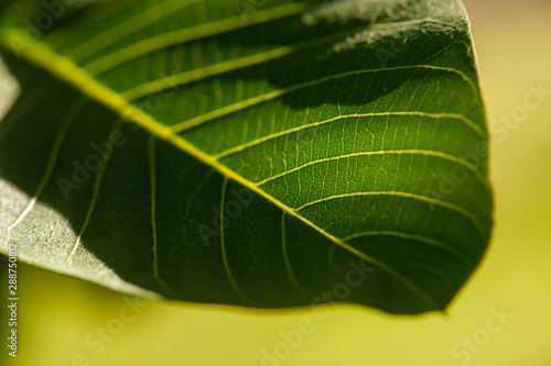 Fototapeta feuille de murier
