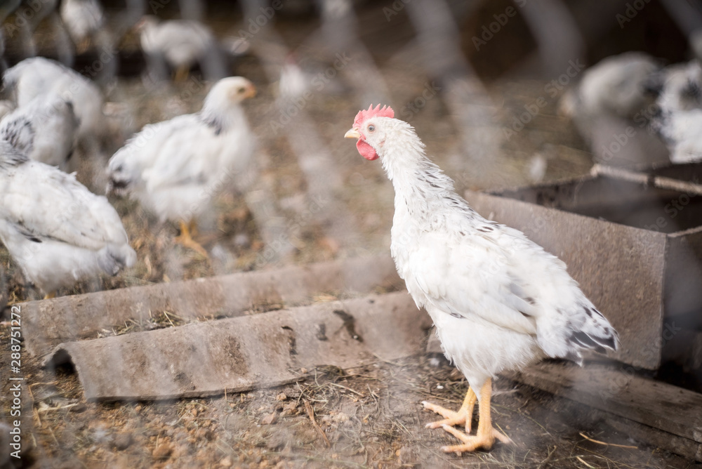 a group of young white chickens walking around the village barn