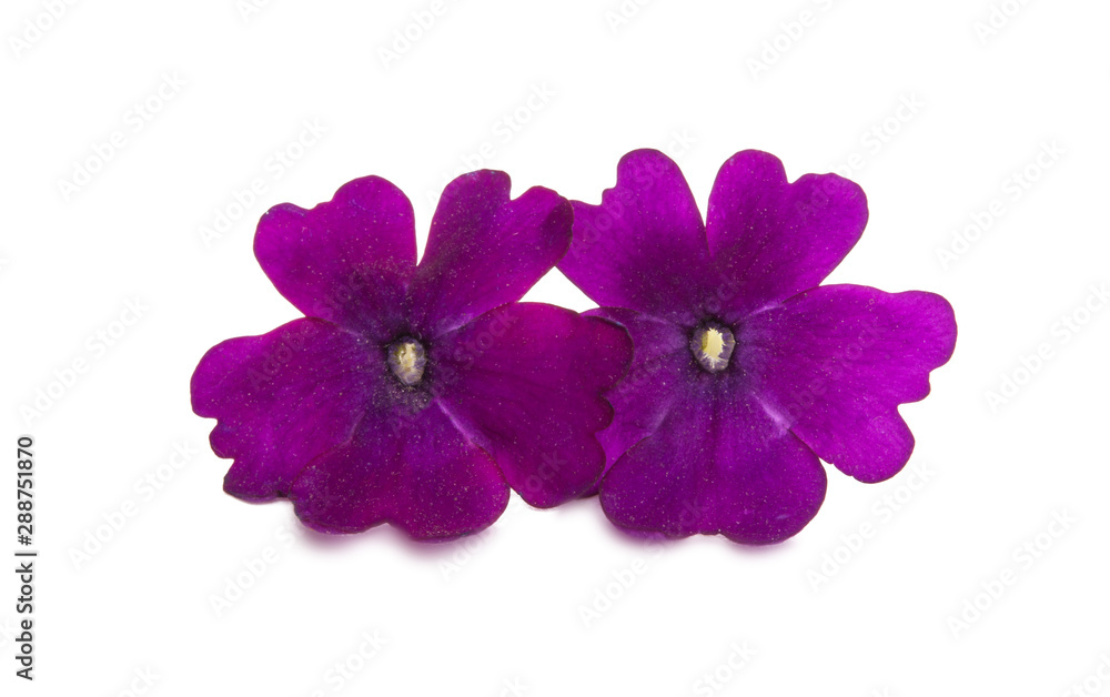 verbena flower verbena flower