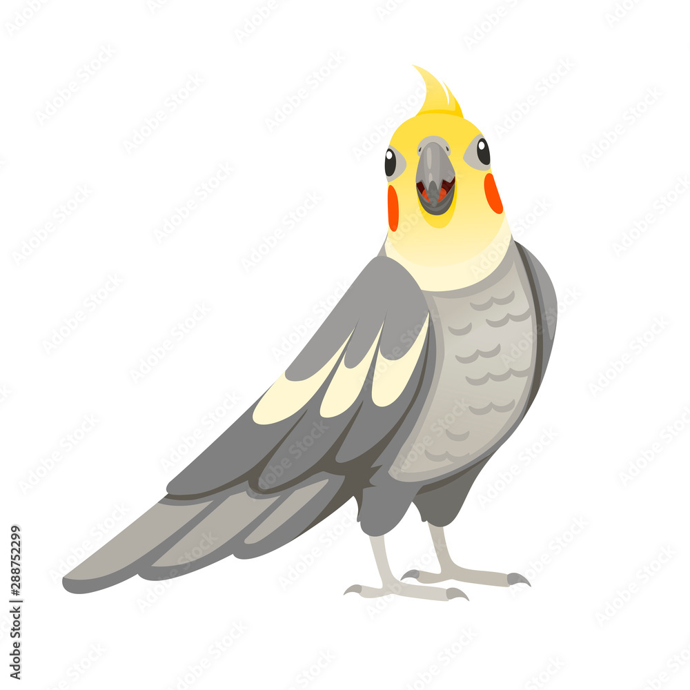 Adult parrot of normal grey cockatiel looking on you (Nymphicus hollandicus, corella) cartoon bird design flat vector illustration isolated on white background