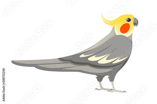 Adult parrot of normal grey cockatiel (Nymphicus hollandicus, corella) cartoon bird design flat vector illustration isolated on white background