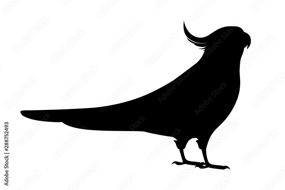 Black silhouette adult parrot of normal grey cockatiel (Nymphicus hollandicus, corella) cartoon bird design flat vector illustration isolated on white background Black silhouette adult parrot of normal grey cockatiel (Nymphicus hollandicus, corella) cartoon bird design flat vector illustration isolated on white background