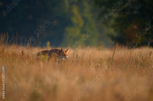 Fototapeta Naklejka Na Ścianę i Meble -  Lis w środowisku naturalnym
