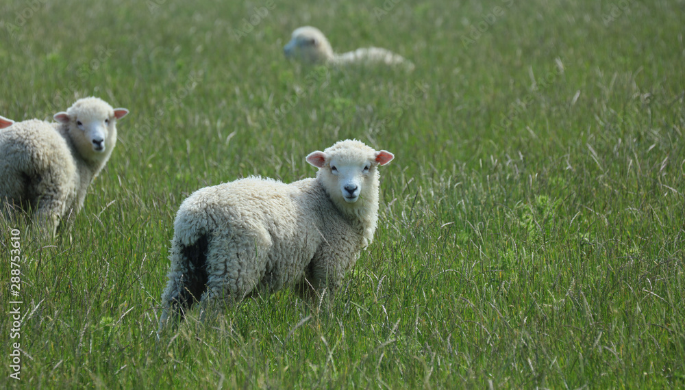 Schaf auf einer Weide in Neuseeland Schaf auf einer Weide in Neuseeland