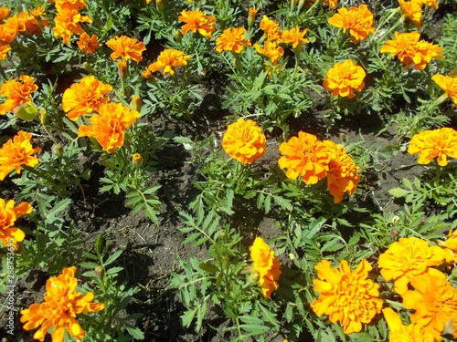  Flowerbed with bright flowers in a city park