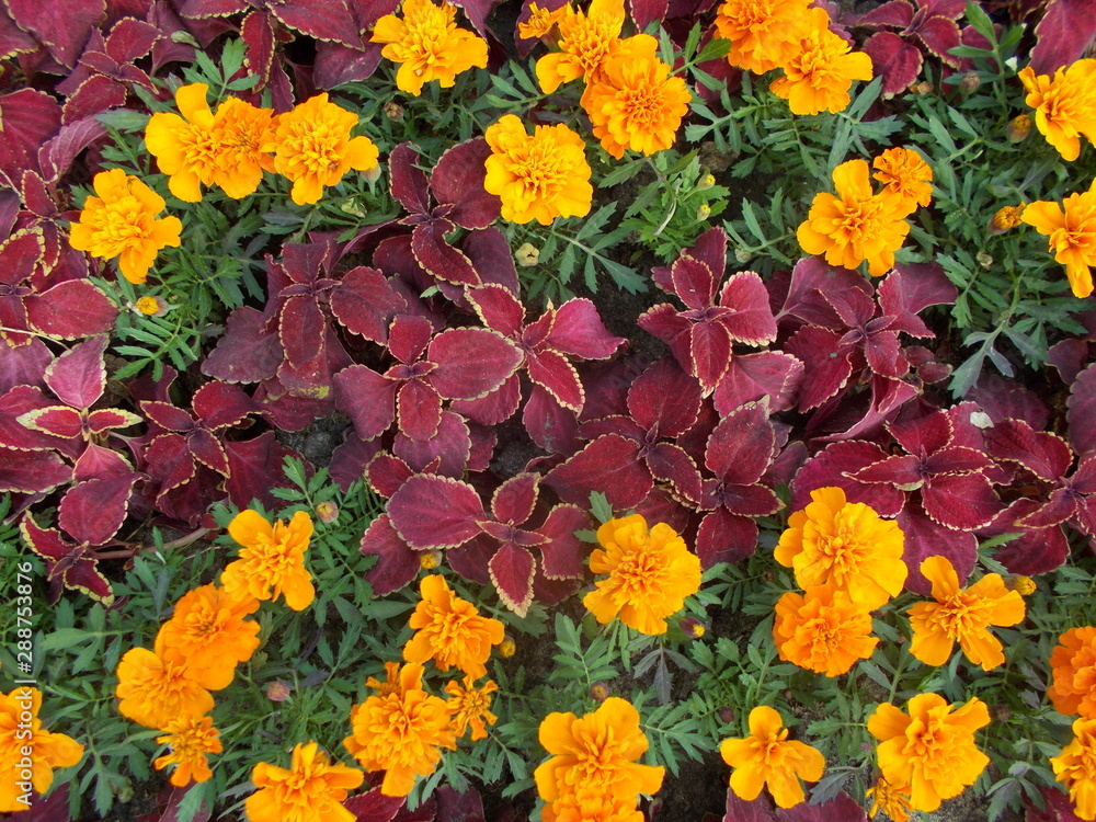 Flowerbed with bright flowers in a city park Flowerbed with bright flowers in a city park