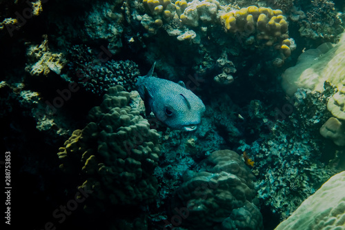 Riesenkugelfisch © SteveMC