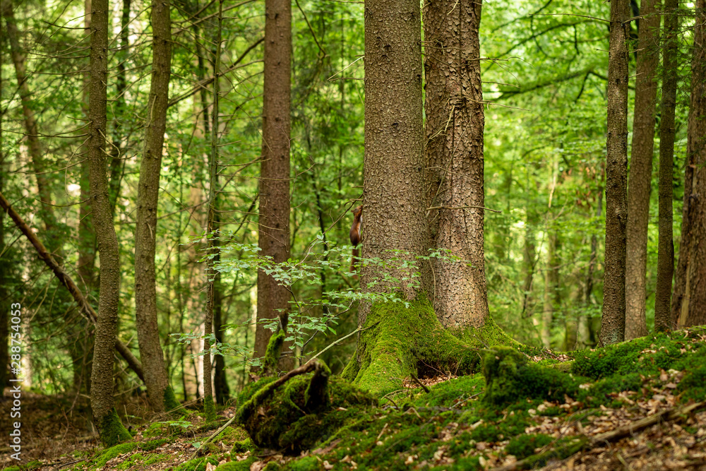 Fototapeta premium Wald Baum Eichhörnchen
