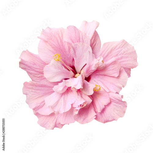tender pink hibiscus flower isolated