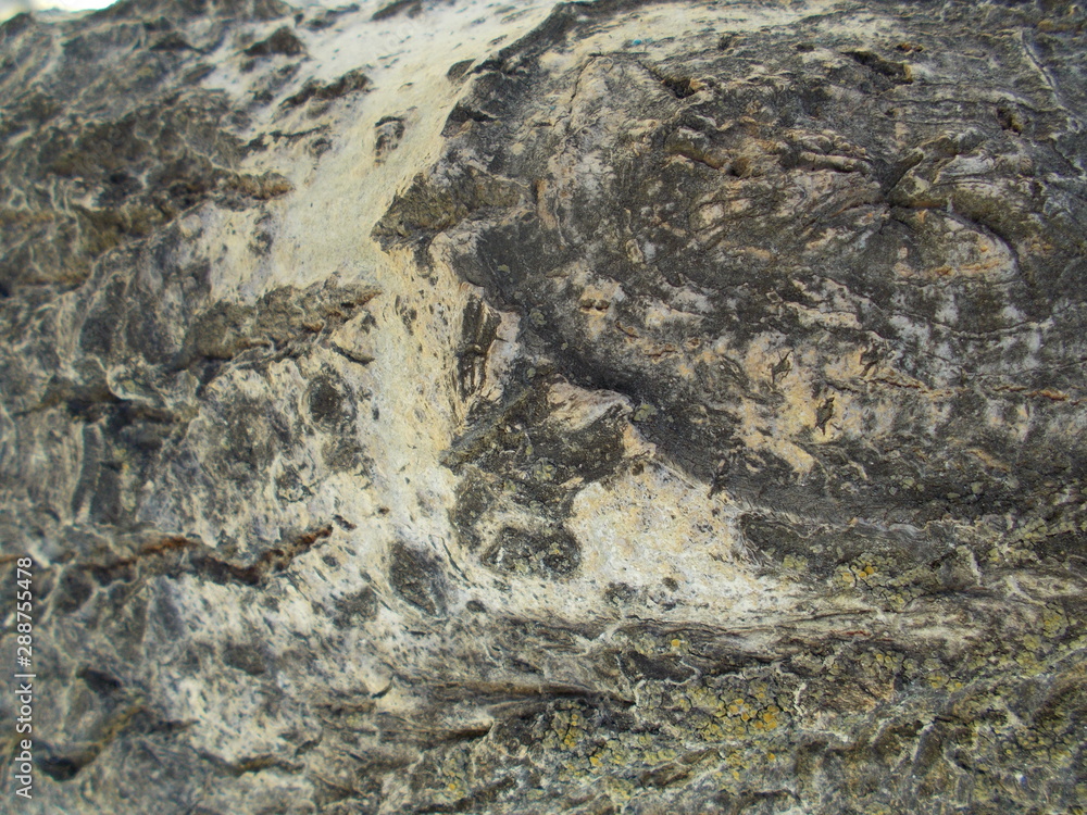 Naklejka premium Wood texture for your design