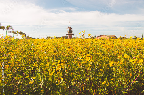 Mill City Holambra plantation