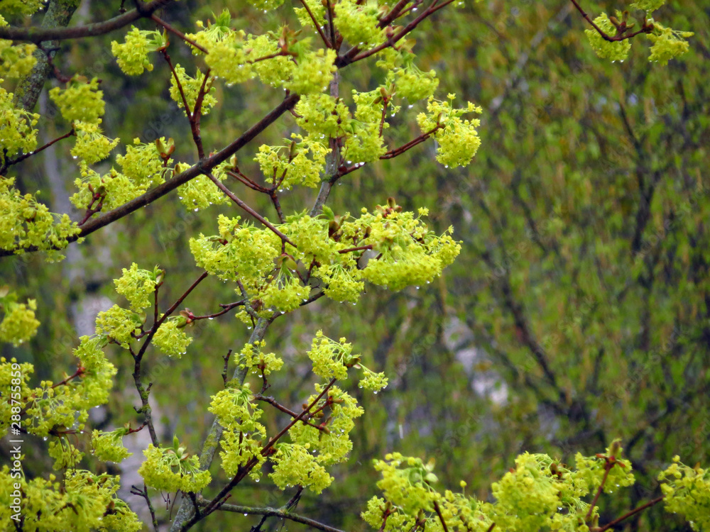 green leaves of a tree in spring green leaves of a tree in spring
