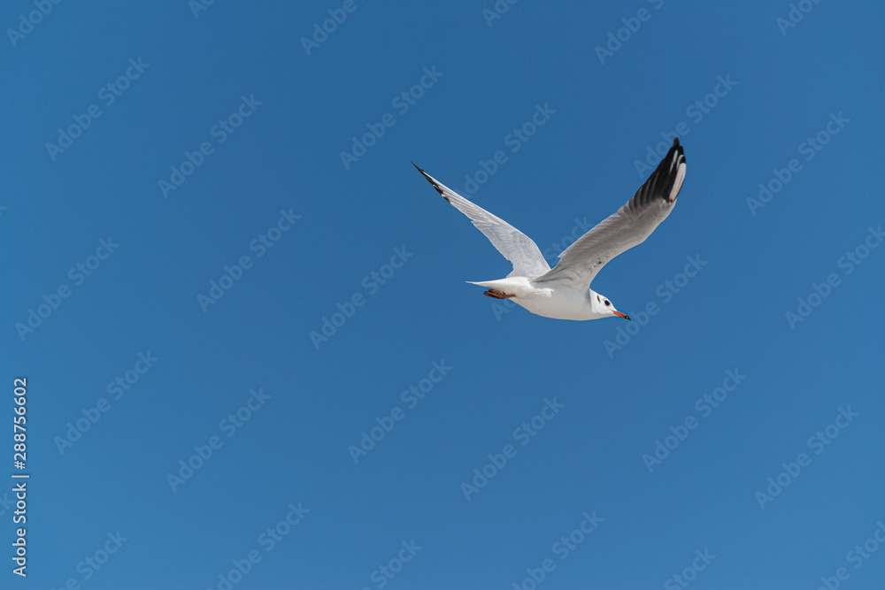 Obraz premium seagull soars in the sky