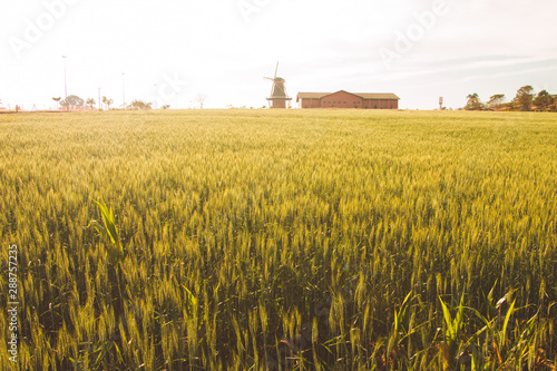 Mill City Holambra wheat plantation