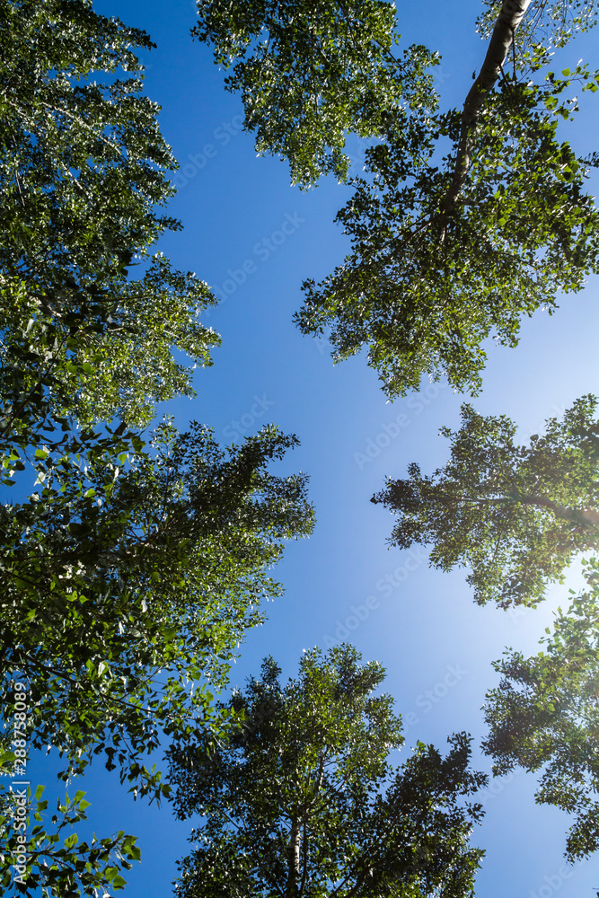 Obraz premium The green forest receiving the sunlight in the morning