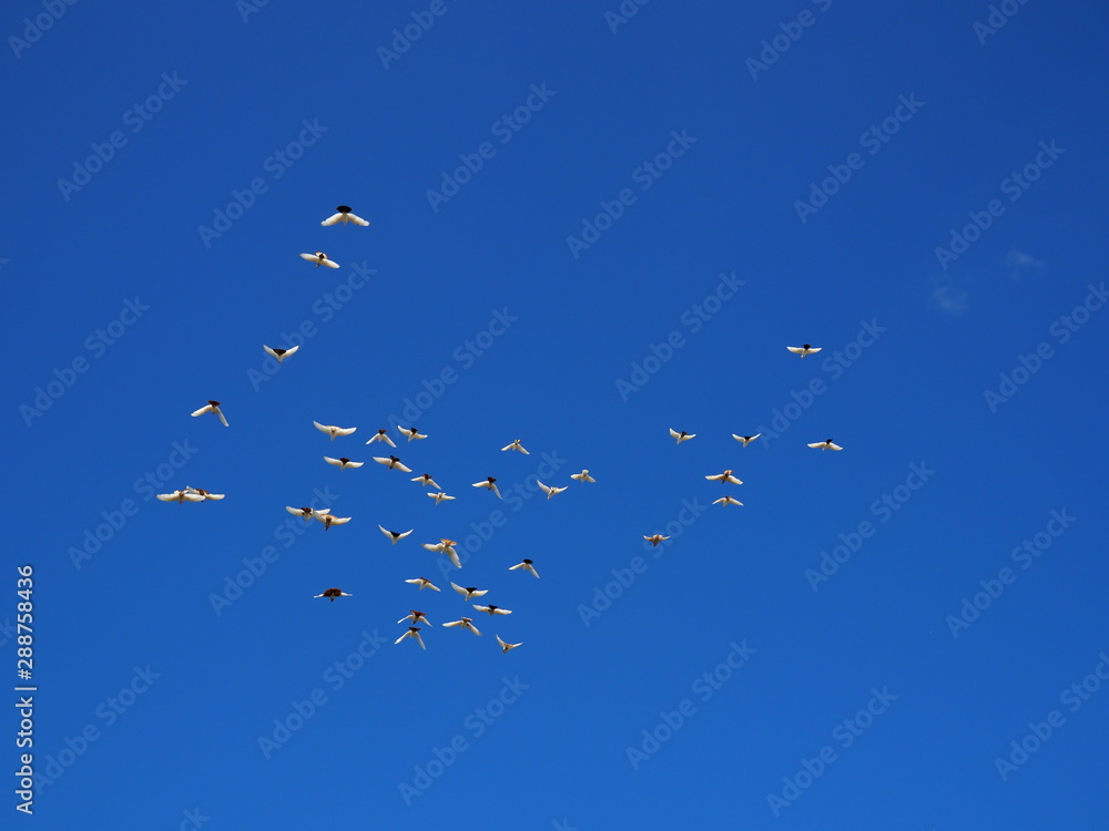 flock of white doves flies in the blue sky