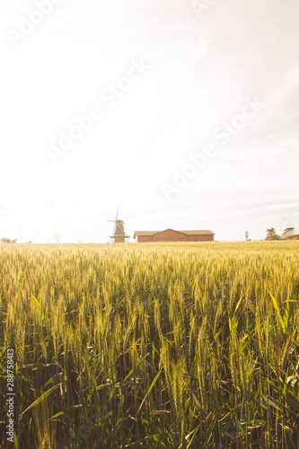 Mill City Holambra wheat plantation