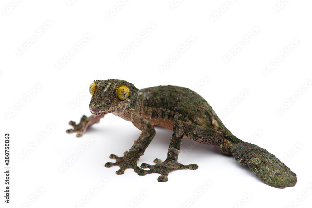 Mossy Leaf-tailed Gecko isolated on white bacground Mossy Leaf-tailed Gecko isolated on white bacground