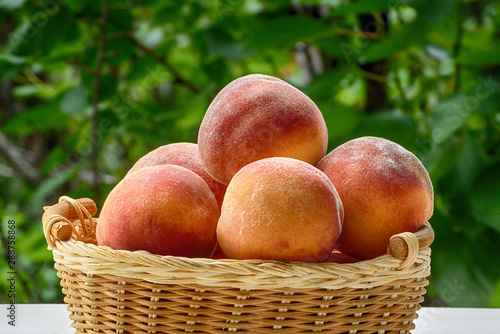 Ripe peaches in a wicker basket, green garden on the background. Close-up. Fruit season