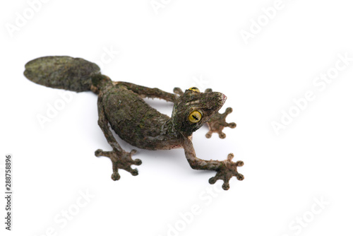 Mossy Leaf-tailed Gecko isolated on white bacground © Dmitry