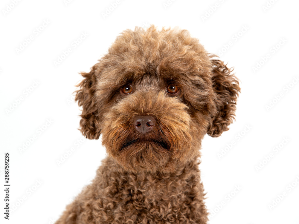 Australian labradoodle dog portrait isolated on white, studio shot. Copy space. Australian labradoodle dog portrait isolated on white, studio shot. Copy space.
