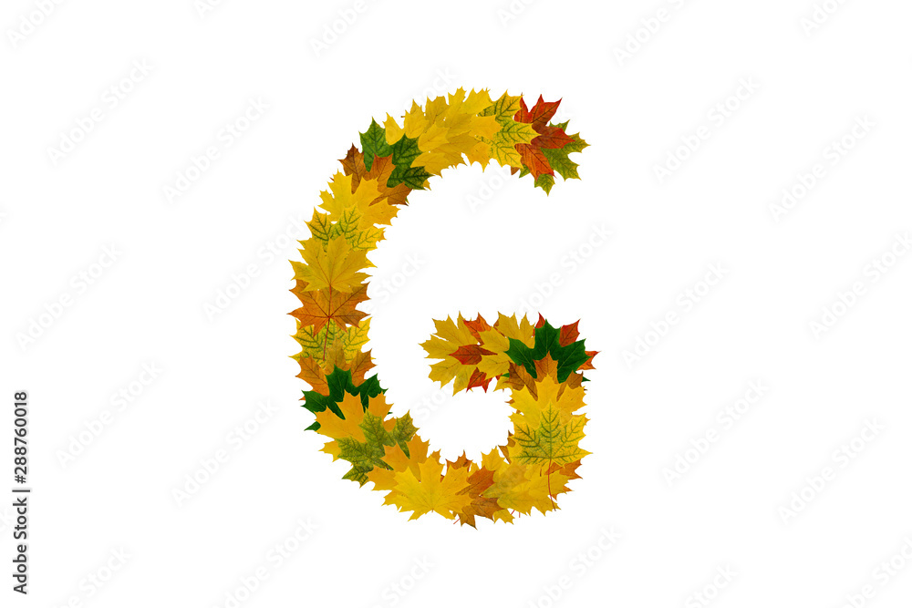 Letter G from autumn maple leaves isolated on white background. Alphabet from green, yellow and orange leaves