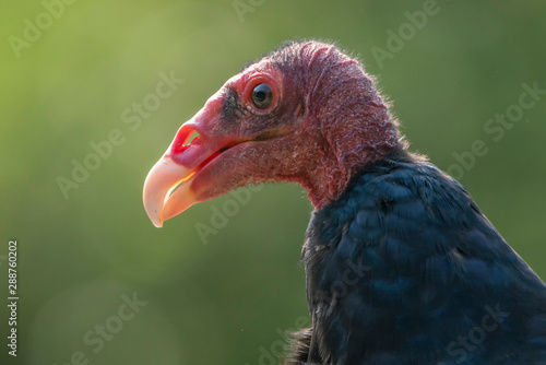 Portrait of a Turkey vulture, Red headed vulture (Cathartes aura).