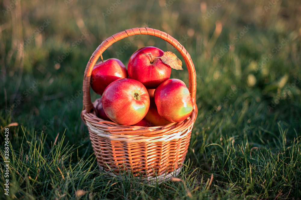 Apples in a basket Apples in a basket