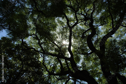 Jardim Japon  s de Buenos Aires