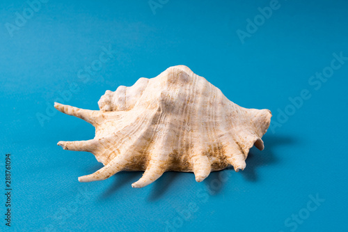 Big sea shell isolated on blue background.