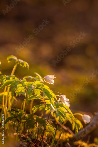 wood anemone