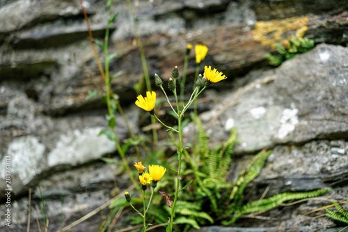 Yellow Flowers Isolated on a Layered Slate Stone Background