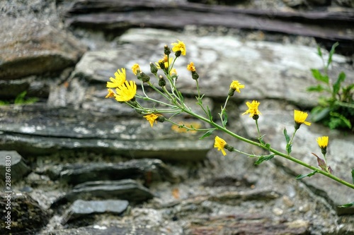 Yellow Flowers Isolated on a Layered Slate Stone Background