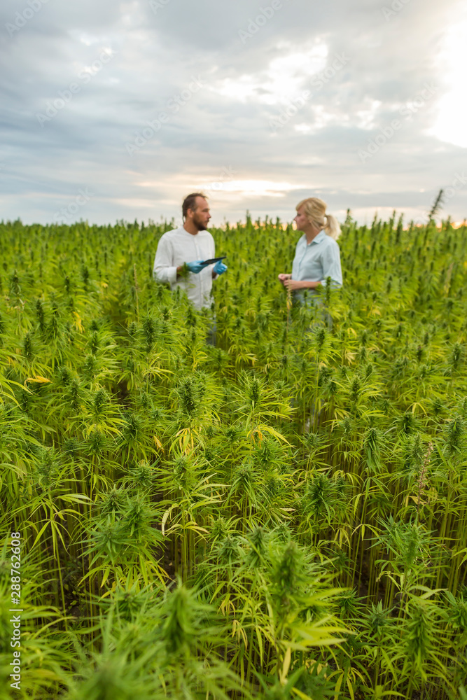 Two people observing CBD hemp plants on marijuana field and writing results in tablet Two people observing CBD hemp plants on marijuana field and writing results in tablet