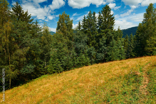 Beautiful summer landscape - spruces on hills, cloudy sky at bright sunny day. Carpathian mountains. Ukraine. Europe. Travel background.