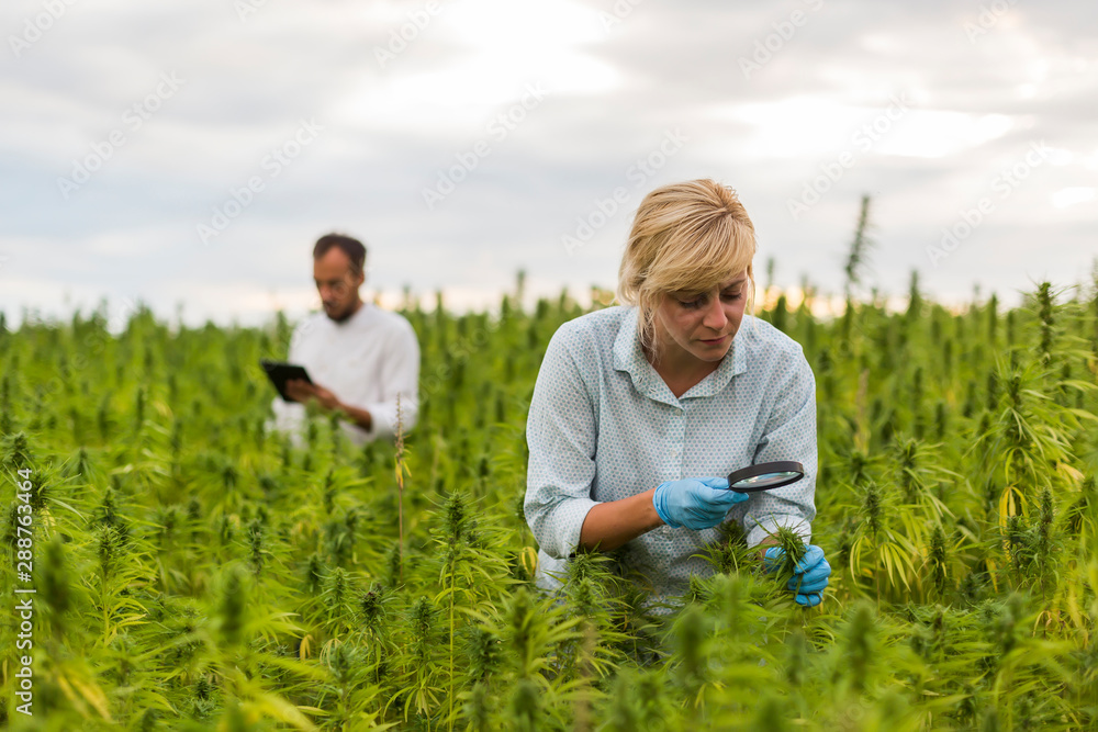 Two people observing CBD hemp plants on marijuana field with magnifying glass, and taking notes in tablet Two people observing CBD hemp plants on marijuana field with magnifying glass, and taking notes in tablet
