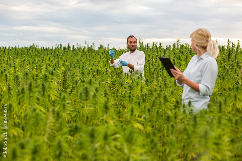 Two people observing CBD hemp plants on marijuana field and writing results in tablet