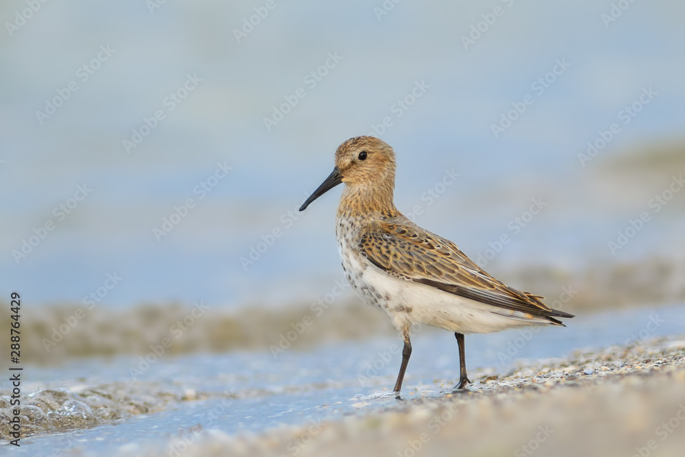 Dunlin/Searching for food on the beach Dunlin/Searching for food on the beach