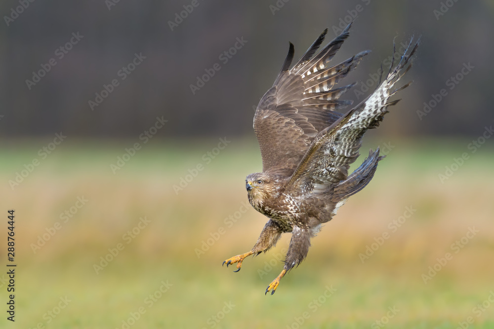 Fototapeta premium Common Buzzard/Flight over the meadow
