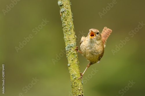 Eurasian Wren/Singing woods