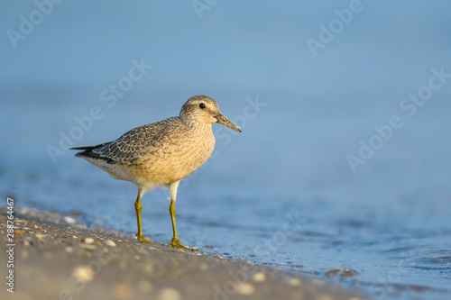 Red Knot/Searching for food on the beach