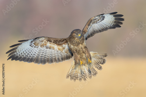 Common Buzzard/Flight over the meadow
