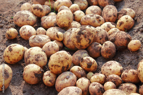 Fresh dug potatoes in the field. Close-up. Background.