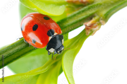 Ladybird on green leaf isolated on a white background.