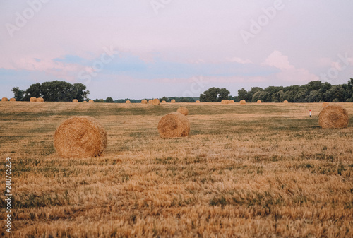 packing haystack round golden field harvesting