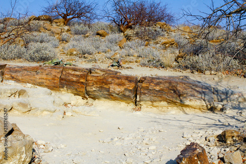 Petrified Forest, Natural Reserve in Namibia photo