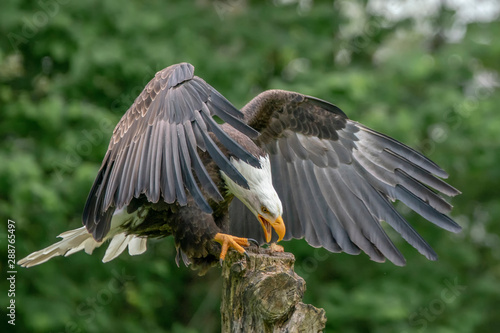 Beautiful majestic bald eagle / American eagle (Haliaeetus leucocephalus) landed on a branch. Green bokeh background. Noord Brabant in the Netherlands.